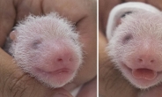 “푸바오와 쌍둥이 판다 동생 인기에” 에버랜드 유튜브 구독자 100만 돌파