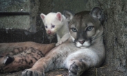 전세계 딱 4마리…니카라과 동물원서 ‘하얀 퓨마’ 태어나