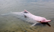 아마존 강돌고래 100여 마리 떼죽음…기후변화 그림자