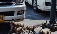 [영상]“시내 한복판에 원숭이떼가”…태국 롭부리 투자도, 관광객도 떠나[나우,어스]