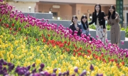 120만 송이 꽃은 피어~ 에버랜드 튤립축제 열린다