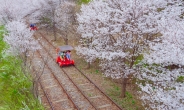 춘천엔 노랑 동백·영천엔 벚꽃 명당…봄꽃에 설레이는 강변