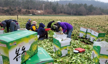 겨울 해풍 맞고 자란 진도 봄동 ‘인기’··· 단맛 일품