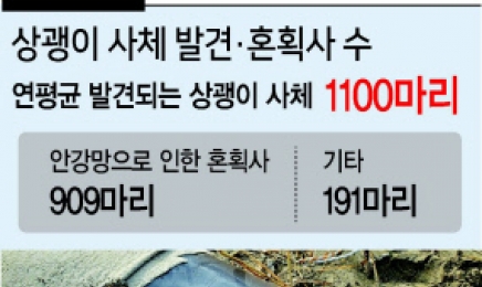 여수 해안서 상괭이 사체 잇따라 발견