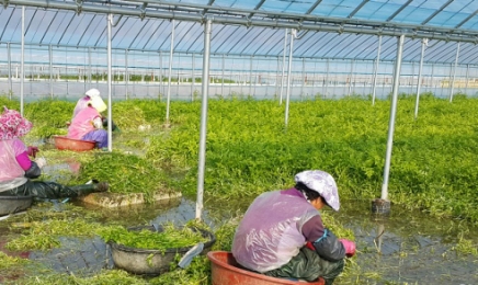 순천만 무농약 미나리 성분 추출 화장품 시판