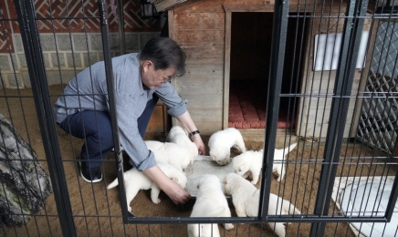 문대통령 기르던 풍산개 부부 광주로[종합]