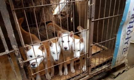 ‘안락사 위기’ 개 수십마리, 죽음의 수렁 벗어났다