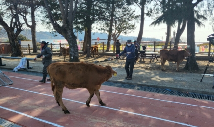 ‘장학금 대신 암송아지’ 주는 시골섬마을 학교의 47년 전통