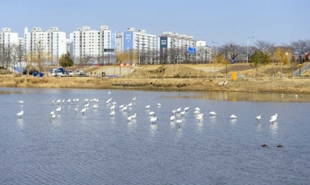 멸종위기종 '노랑부리저어새' 순천 아파트 지척서 떼로 목격