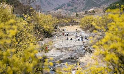 샛노란 산수유.벚꽃 흩날리는 전남서 봄맞이 즐기세요