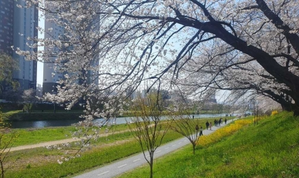 “광주천·영산강에서 봄꽃 즐기세요”