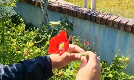 양귀비꽃 필 때...경찰, 마약류 재배·유통·투약사범 들여다본다