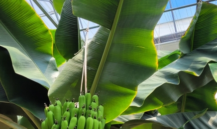 전남도, 8월 친환경농산물에 ‘바나나’