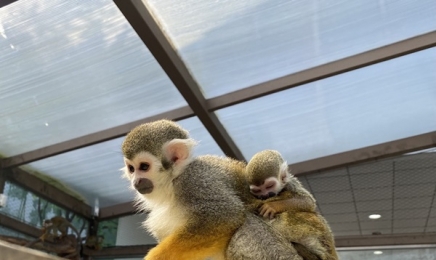 순천 동물원서 암·수컷 불능 '다람쥐원숭이' 출산
