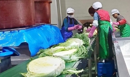 김장철 해발 300m 결구배추 '순천 외서댁절임배추' 시판