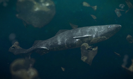 “임진왜란 때 태어났어요”…500살 그린란드 상어, 장수 비결은?