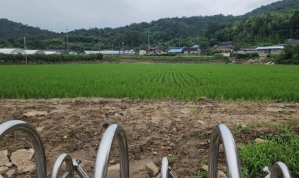 학교 운동장에 쌀농사 짓는 마을 이장님 황당