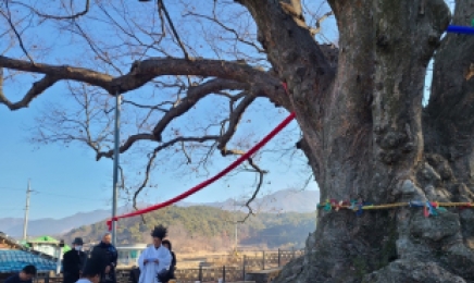 전북 남원 600년 된 천연기념물 '진기리 느티나무' 당산제
