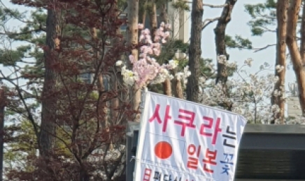 “사쿠라는 일본 꽃”…석촌호수 등장한 피켓시위 주장, 진짜일까?