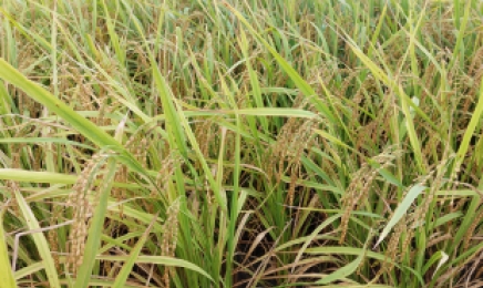 가루쌀 전문 생산단지 조성사업 참여하세요