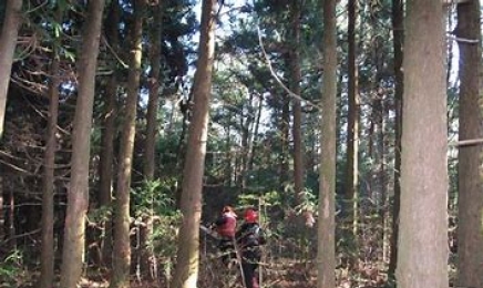 전북 진안군 벌목장서 50대 근로자 나무에 깔려 숨져