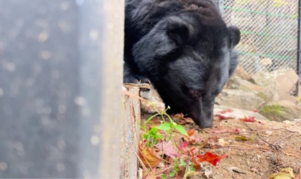 “반달가슴곰 보러 오세요” 광주우치동물원 곰사 새단장