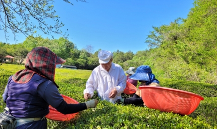 전남도, 5월의 친환경 농산물에 보성 유기농 녹차
