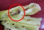 고추 먹는데 살아있는 애벌레가 '꿈틀'…생산자 