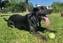 [영상] ‘혀 길이만 12.7㎝’ 기네스 세계 신기록 세운 강아지
