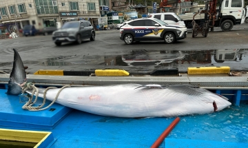 “바다의 로또? 6000만원에 위판” 고성 앞바다서 5.2ｍ 밍크고래 혼획