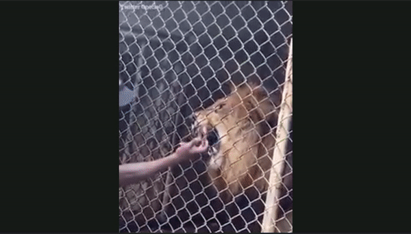 [영상] 왜 이런 짓을…사자 우리에 손 넣고 장난친 남성, 결말은? [나우,어스]