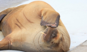 “올라타 인증샷” 귀여운 바다코끼리 ‘안락사’ 이유, 인간 때문에