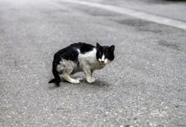 “차에 흠집 냈다고”…고양이 76마리 잔혹하게 죽인 20대의 최후