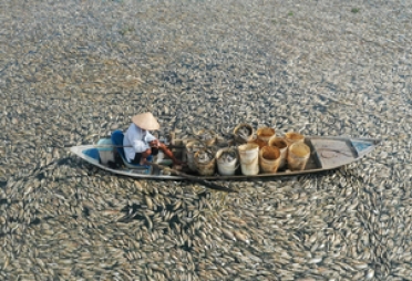 “이게 다 떼죽음 물고기” 베트남서 물고기 수십만마리 폐사, 무슨 일? [나우,어스]