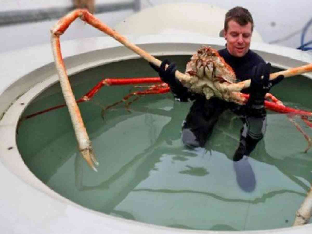 세계 최대 거미게... '얼마나 크길래?'