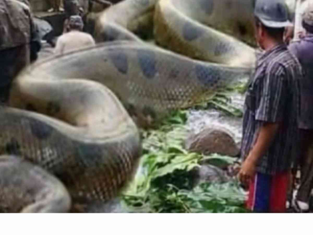 250명 잡아먹은 거대 뱀 아마존서 '발견'