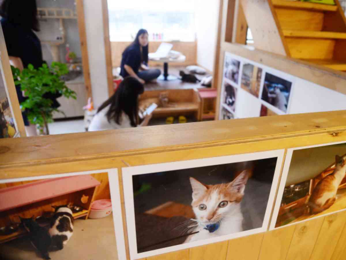 I visited a cat cafe in Korea and I didn't like it - La Vida Nómade