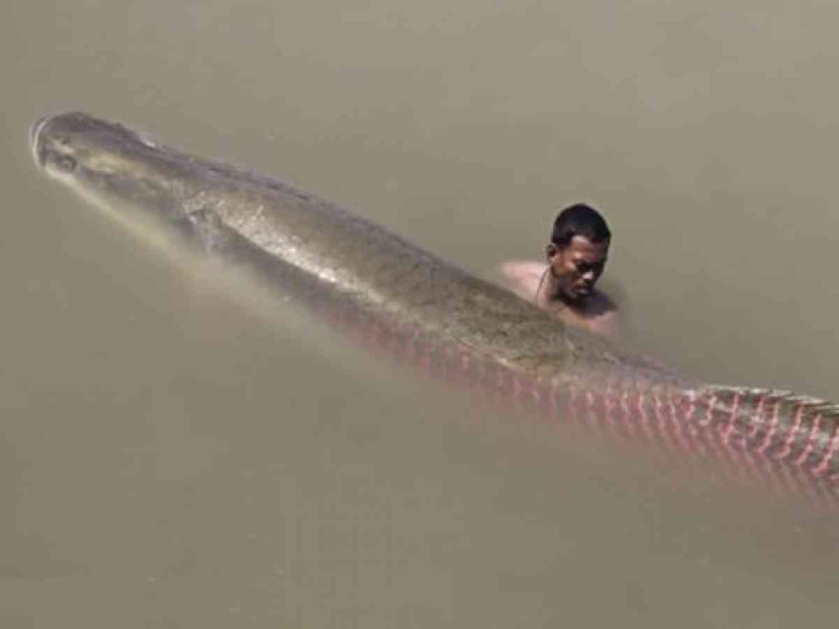영상) 아마존강 괴물, 길이 2.5M, 무게는 200Kg