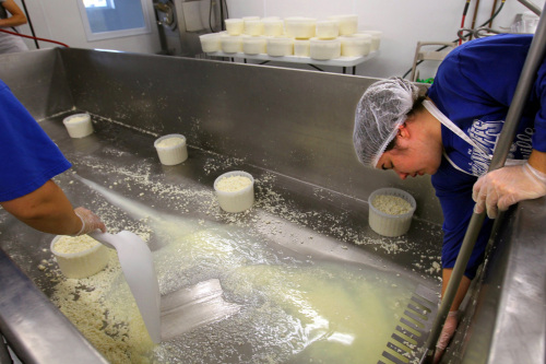 Manager Amy Marcoot (left) and her sister Brooke Segrest empty a vat of curds as they make havarti cheese at Marcoot Jersey Creamery in Greenville, Illinois, on Nov. 29, 2010. (St. Louis Post-Dispatch/MCT)