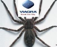 Wandering spider and Viagra