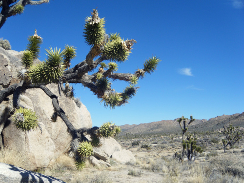 A drive from Los Angeles to Las Vegas brings a lot of desert and Joshua Trees. (MCT)