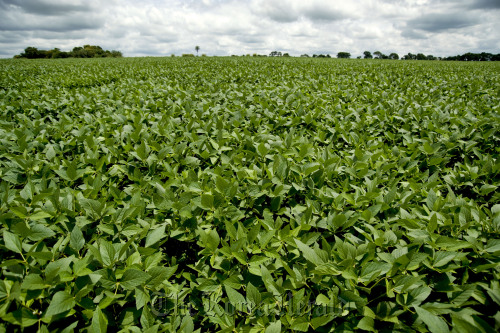 Soybean plants grow in a Brazilian farm. (Bloomberg)