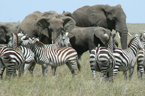 Zebras and elephants graze in Tanzania. (Chicago Tribune/MCT)