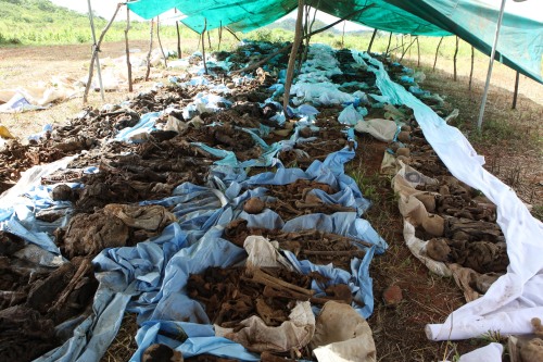 Hundreds of bodies and skeletons lie in a tent at Monkey William Mine about 200 km from Harare. (AP-Yonhap News)
