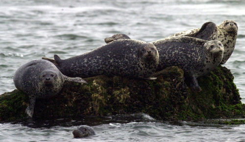 Seals enjoy sunbathing on the shores of Baengnyeong Island. (Ongin County)
