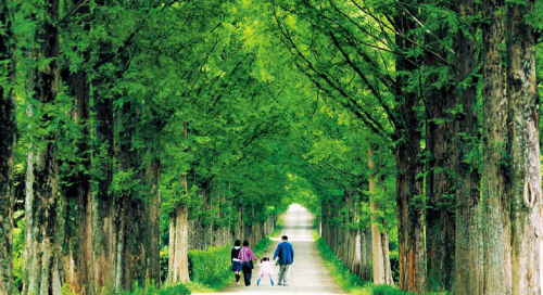 Sanpo Garden in Naju has a small and secluded metasequoia path. (Park Seong-won/Korea TourismOrganization)