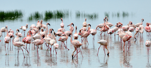 Lake Nakuru is a haven for birds.