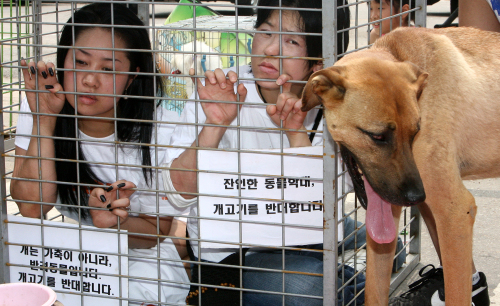 Animal rights activists protest the consumpt ion of dog meat in Seongnam, Gyeonggi Province. (Yonhap News)