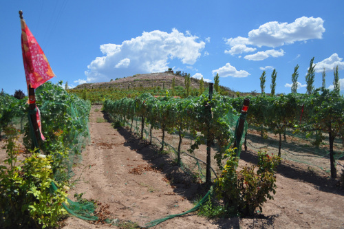 Vines are seen at Alcantara Vineyard, one of the growing numbers of wineries drawn by the favorable altitude and soil of the Verde Valley. (MCT)