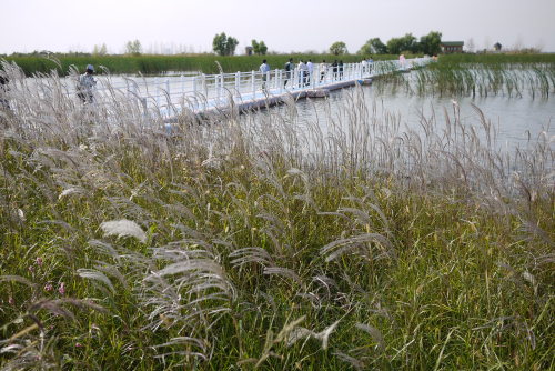 Binjiang Wetland, Harbin’s largest and newest wetland, offers a unique ecological vista. (Yang Sung-jin/The Korea Herald)